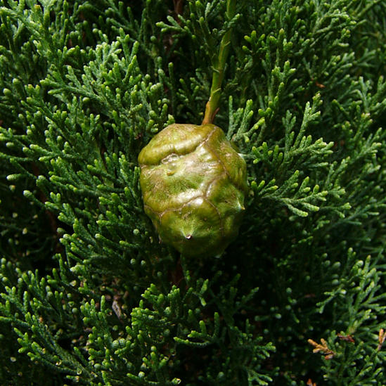 cupressus_sempervirens_zweige_sept_2