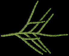 juniperus_chinensis_triebe_mai_150