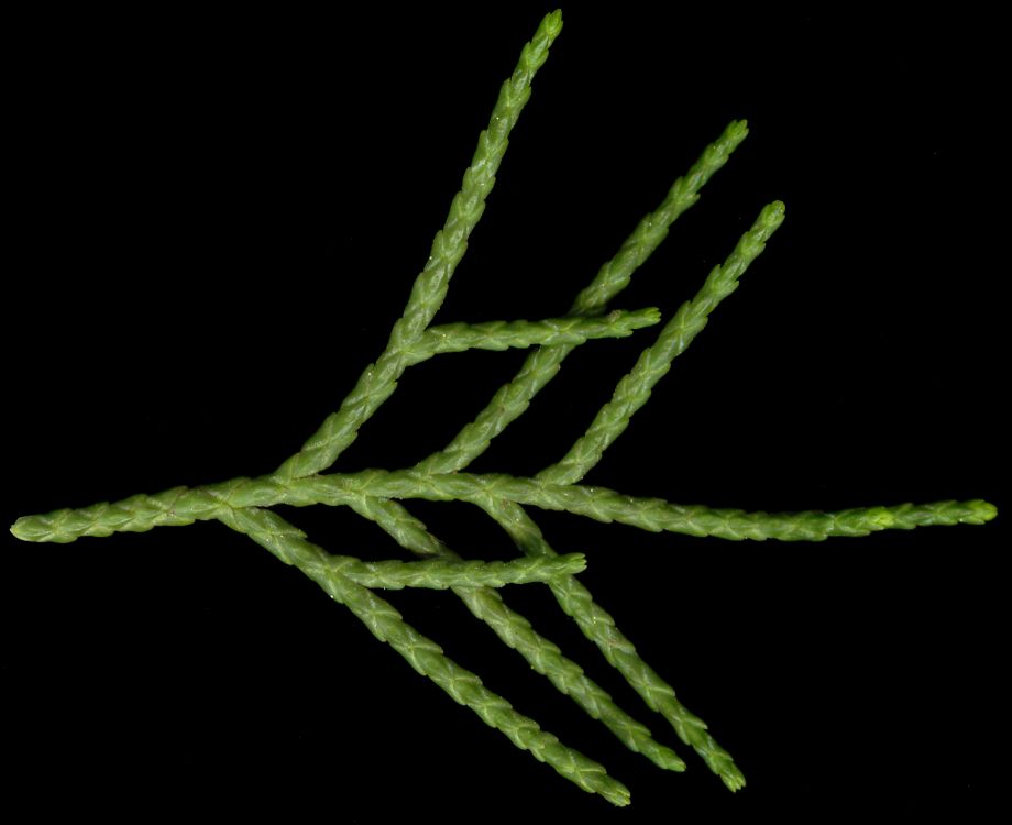 juniperus_chinensis_triebe_mai_600