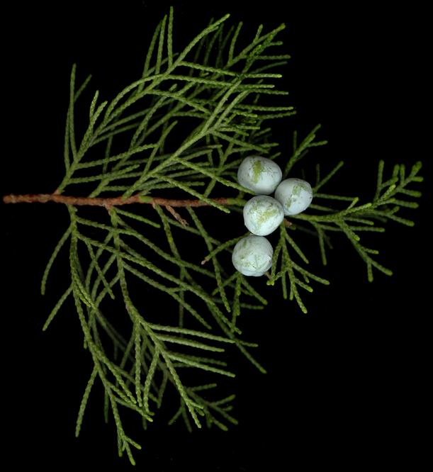 juniperus_chinensis_zweig_mai_150