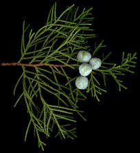 juniperus_chinensis_zweig_mai_50