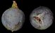 juniperus_communis_beerenzapfen_dez_150