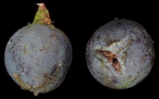 juniperus_communis_beerenzapfen_dez_600