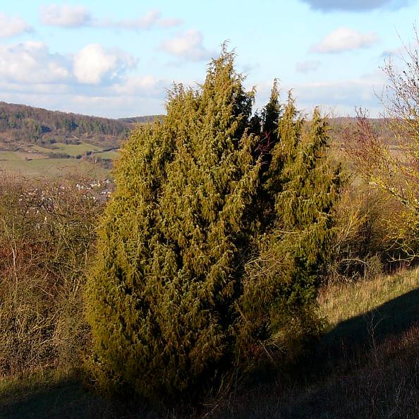 juniperus_communis_dez_2