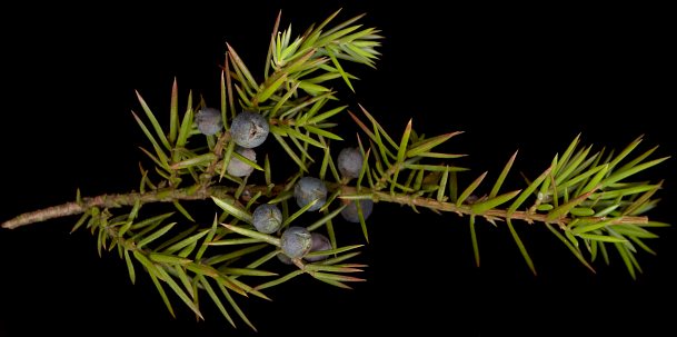 juniperus_communis_zweig_dez_150
