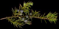 juniperus_communis_zweig_dez_50