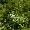 juniperus_communis_zweig_juni