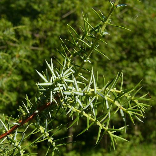 juniperus_communis_zweig_juni_2