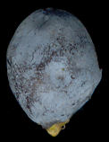 juniperus_virginiana_zapfenbeere_april_600
