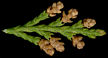 juniperus_virginiana_blueten_april_150