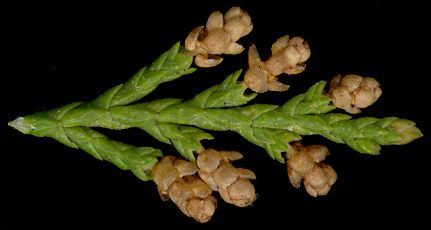 juniperus_virginiana_blueten_april_600