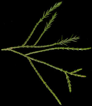 juniperus_virginiana_zweig_april_150