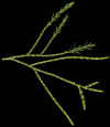juniperus_virginiana_zweig_april_50
