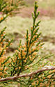 juniperus_virginiana_zweige_blueten_m_april_1