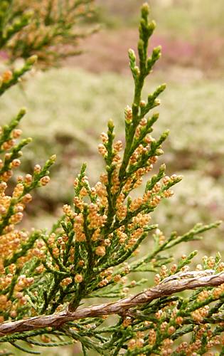 juniperus_virginiana_zweige_blueten_m_april_2