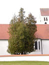 Thuja_occidentalis_baeume_maerz_1