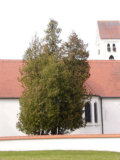 Thuja_occidentalis_baeume_maerz_2