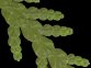 thuja_occidentalis_triebe_o_mai_150