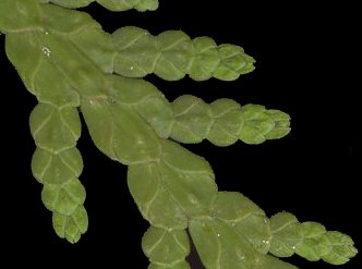 thuja_occidentalis_triebe_o_mai_600