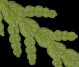 thuja_occidentalis_triebe_u_mai_150