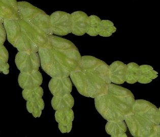 thuja_occidentalis_triebe_u_mai_600