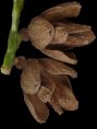 thuja_occidentalis_zapfen-w_maerz_150