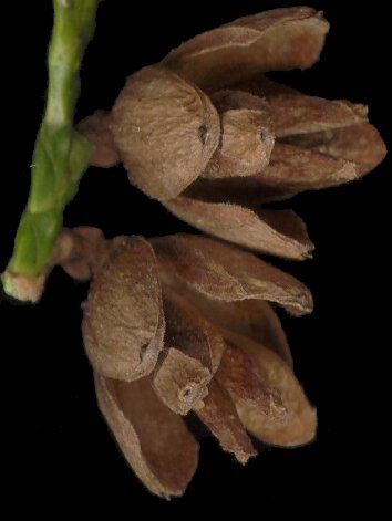 thuja_occidentalis_zapfen-w_maerz_600