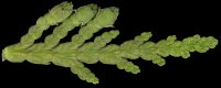thuja_occidentalis_zapfenknospen-m_mai_150