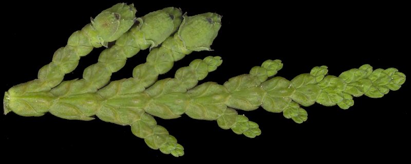 thuja_occidentalis_zapfenknospen-m_mai_600