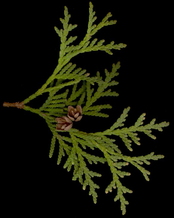 thuja_occidentalis_zweig_o_maerz_150