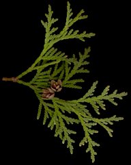 thuja_occidentalis_zweig_o_maerz_50