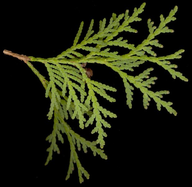 thuja_occidentalis_zweig_u_maerz_150