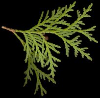 thuja_occidentalis_zweig_u_maerz_50