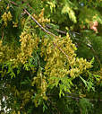thuja_occidentalis_zweige_zapfen_januar_1