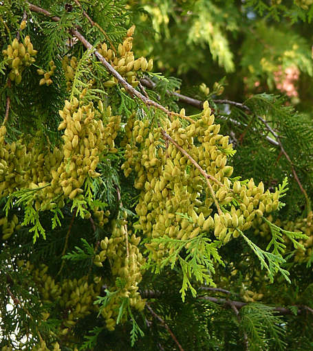 thuja_occidentalis_zweige_zapfen_januar_2