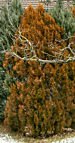 thuja_orientalis_baum_februar_1