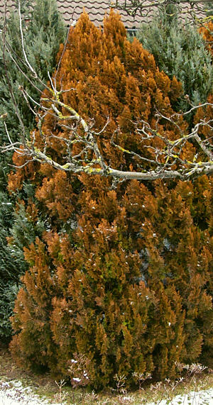thuja_orientalis_baum_februar_2