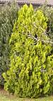 thuja_orientalis_baum_maerz_1