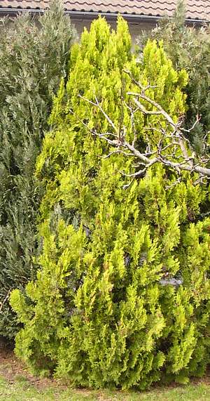 thuja_orientalis_baum_maerz_2