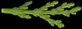 thuja_orientalis_trieb_juli_150