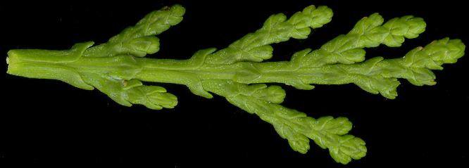 thuja_orientalis_trieb_juli_600