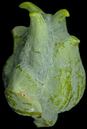 thuja_orientalis_zapfen_unreif_juli_150