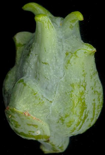 thuja_orientalis_zapfen_unreif_juli_600