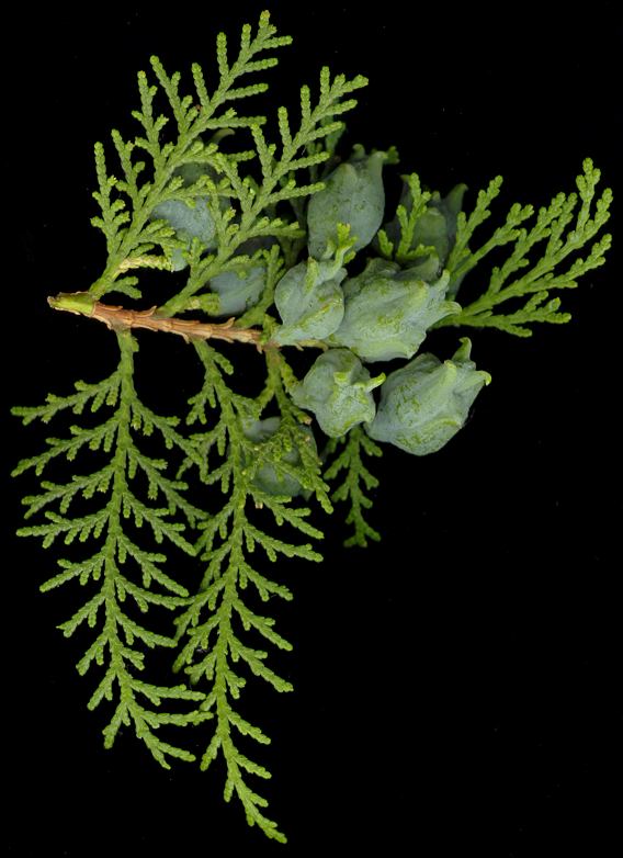 thuja_orientalis_zweig_juli_150