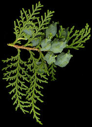 thuja_orientalis_zweig_juli_50