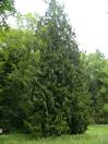 thuja_plicata_baum_1