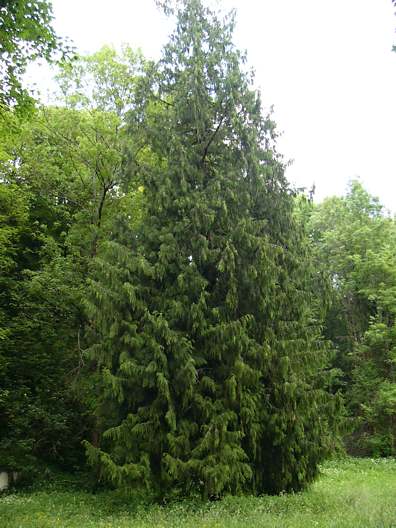 thuja_plicata_baum_2