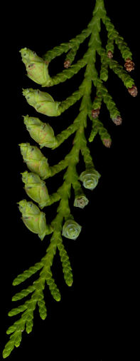 thuja_plicata_blueten_wm_juni_150
