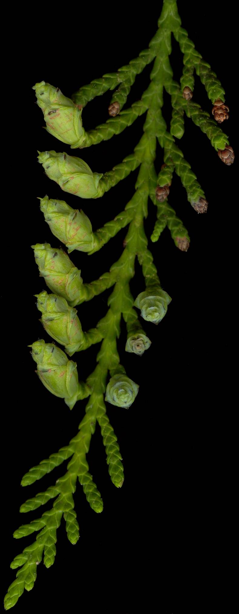 thuja_plicata_blueten_wm_juni_600