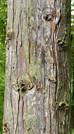 thuja_plicata_borke_1